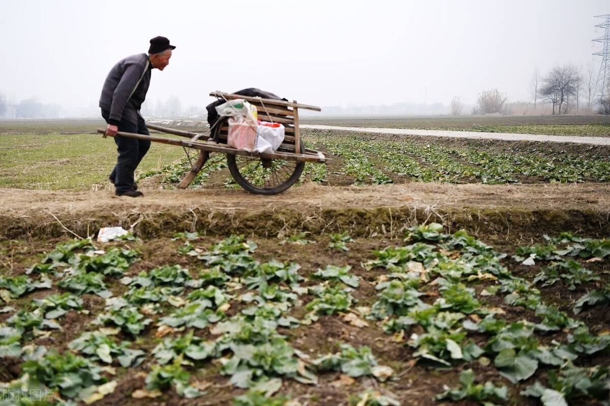 89岁老人推着独轮车卖菜说快过年了要给5个曾孙包压岁钱