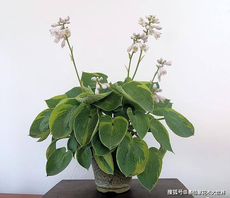 非常招人喜欢,牡丹还有一个特别的优势就算耐寒,在寒冷的冬天也可以