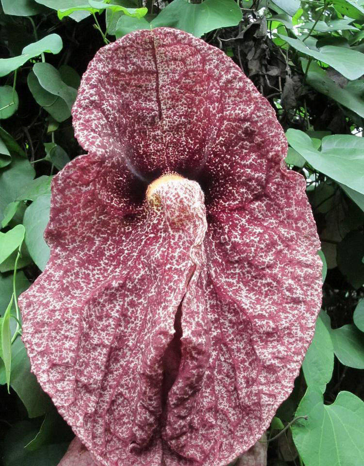 原创气味比较难闻的几种花,绝对是最臭的,不过有些也是观赏花