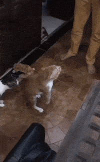 搞笑gif段子:猫星人:把我老婆交出来,不然我真生气了!_符咒