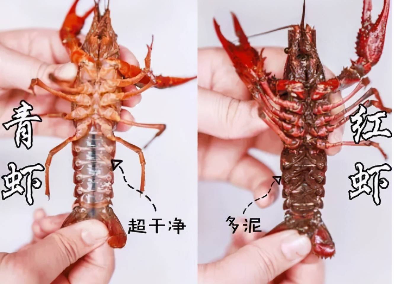 青小龙虾和红色小龙虾的区别你知道吗?