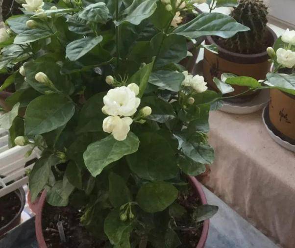 原创想贪便宜又想养花,冬天就买这3样盆栽,来年开春嗖嗖开花