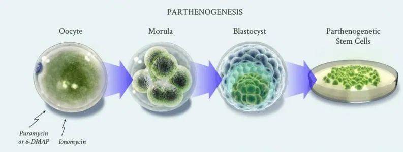 最新进展胚胎干细胞移植技术治疗帕金森进入临床阶段