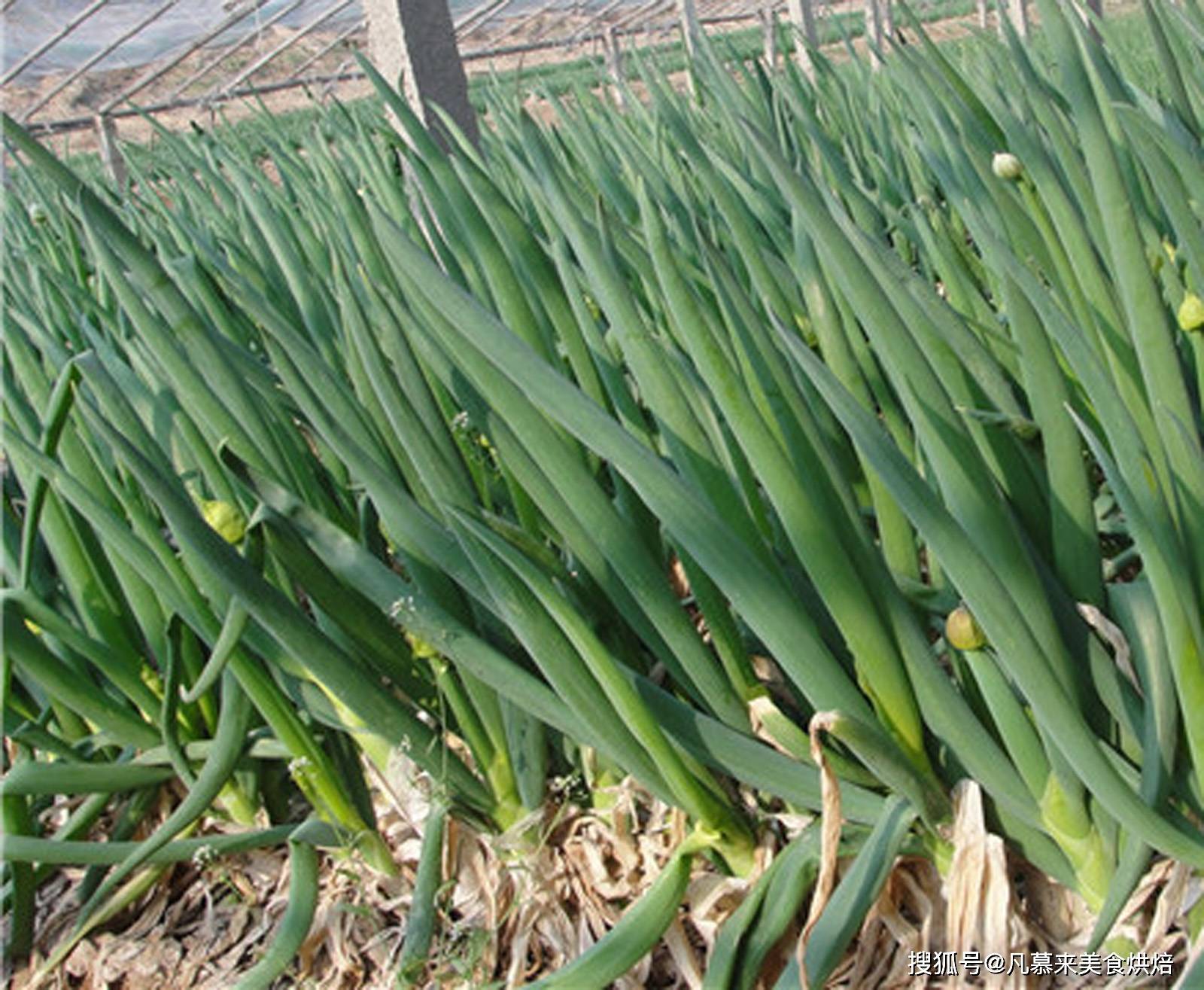 临泉大葱是安徽省临泉农家品种,适合在安徽省临泉部分地区栽种,有适应