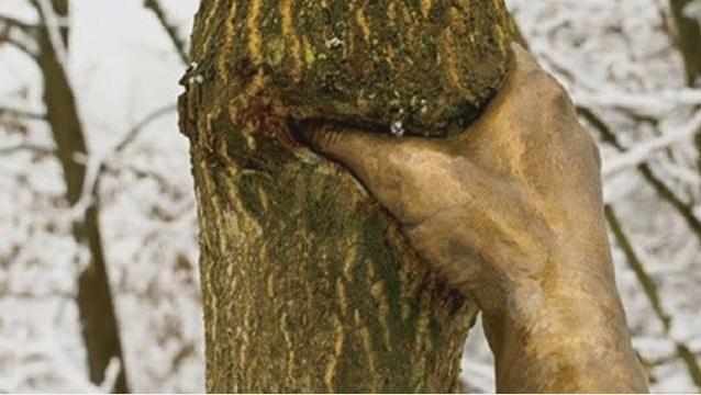 世界上最“固执”的手，紧握一棵树半个世纪，游客：树做错了什么