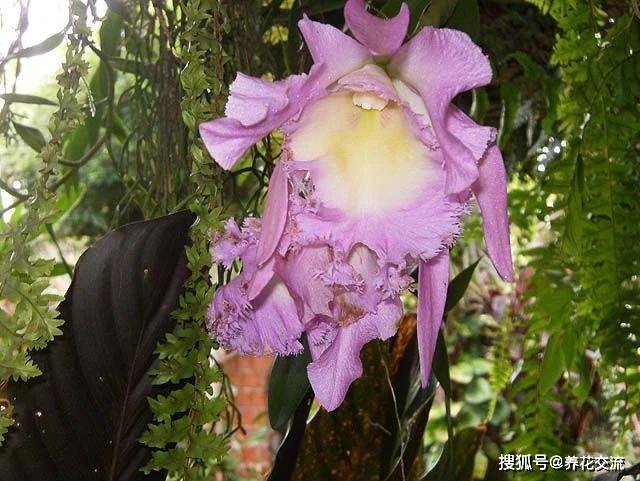 被称为"兰之王后","洋兰之王"的卡特兰,它真的不难养