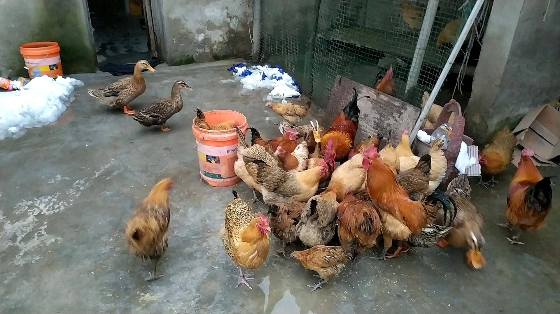 明年是辛丑年,农村老人说是"七人养鸡,九屠共猪",啥意思呢?