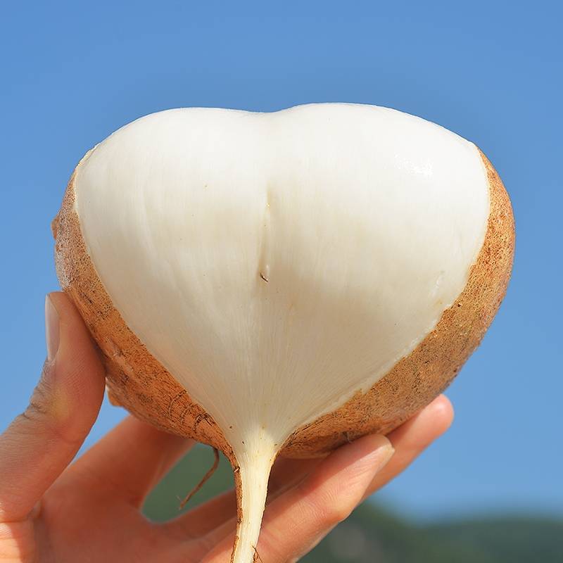 凉山人美味之凉山会东官田土瓜