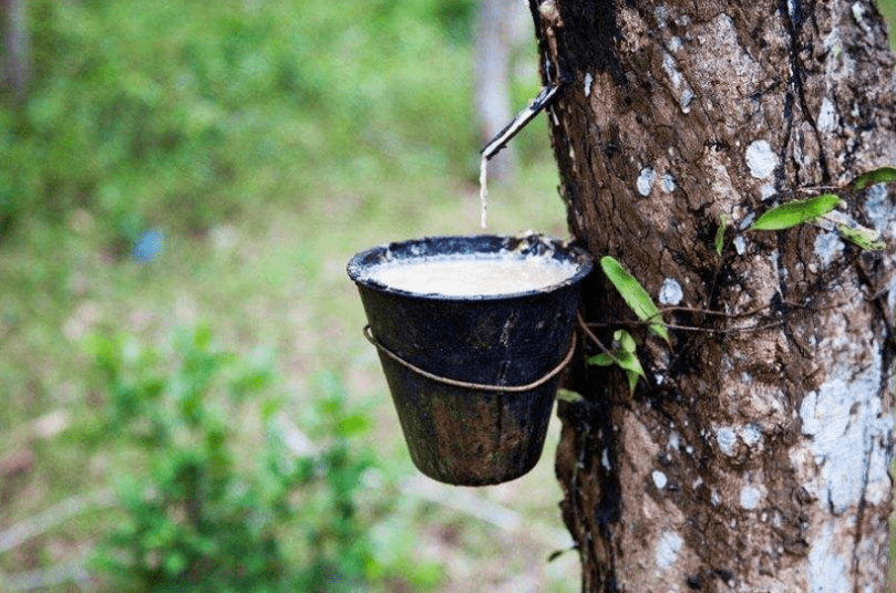 科学家发现多种石油树某一类1株年产40升燃油可以直接用