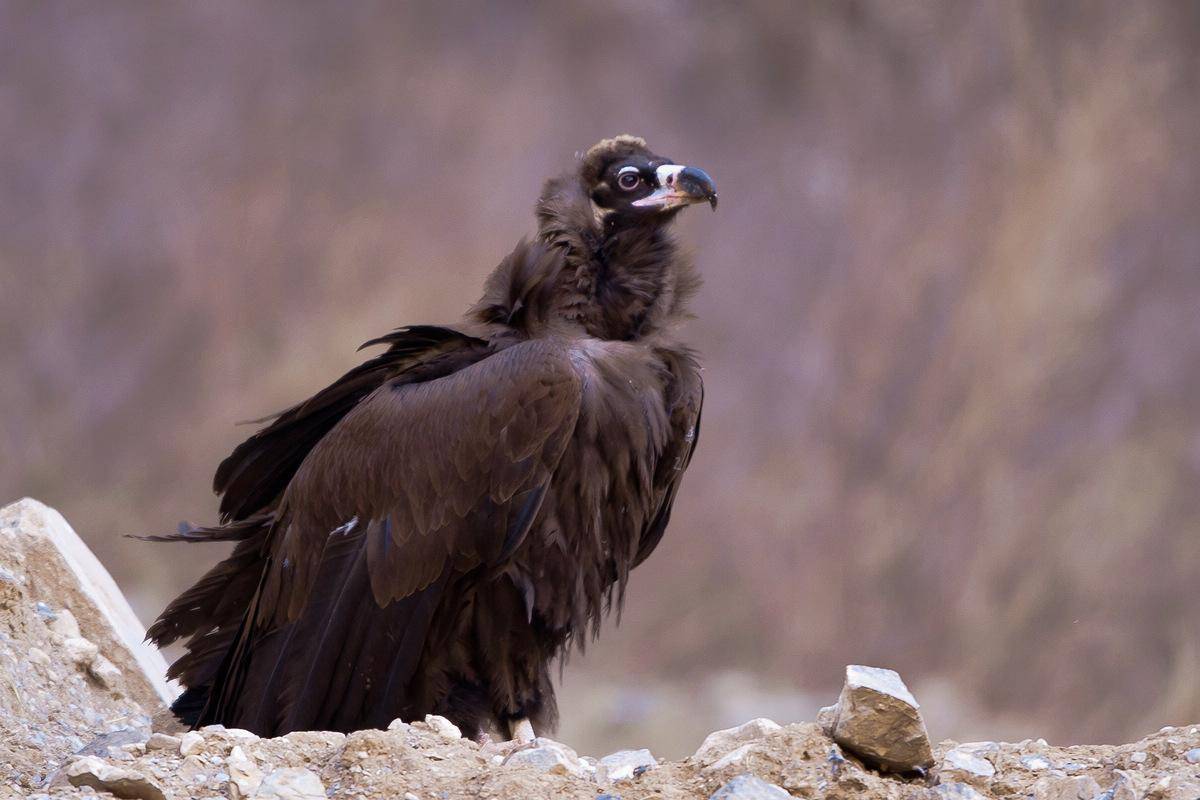 被放生秃鹫赖警局每天伙食费150,秃鹫这么聪明知道乞食?