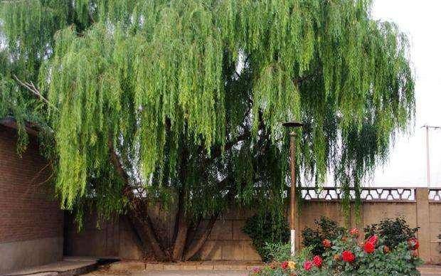 栽柳树也不好,柳树自古就是破败的象征,特别是每年的三四月份柳絮纷飞