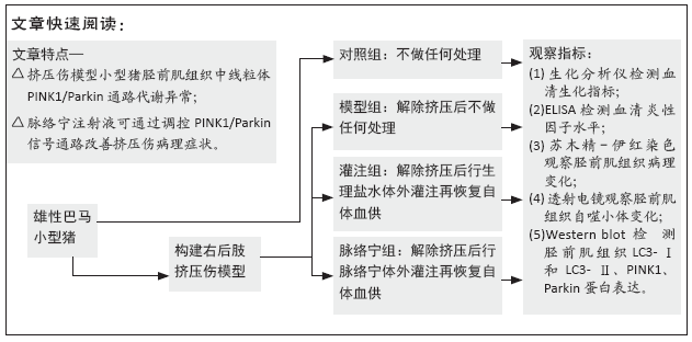 脈絡寧注射液干預擠壓傷綜合徵模型豬線粒體自噬及pink1/parkin通路的