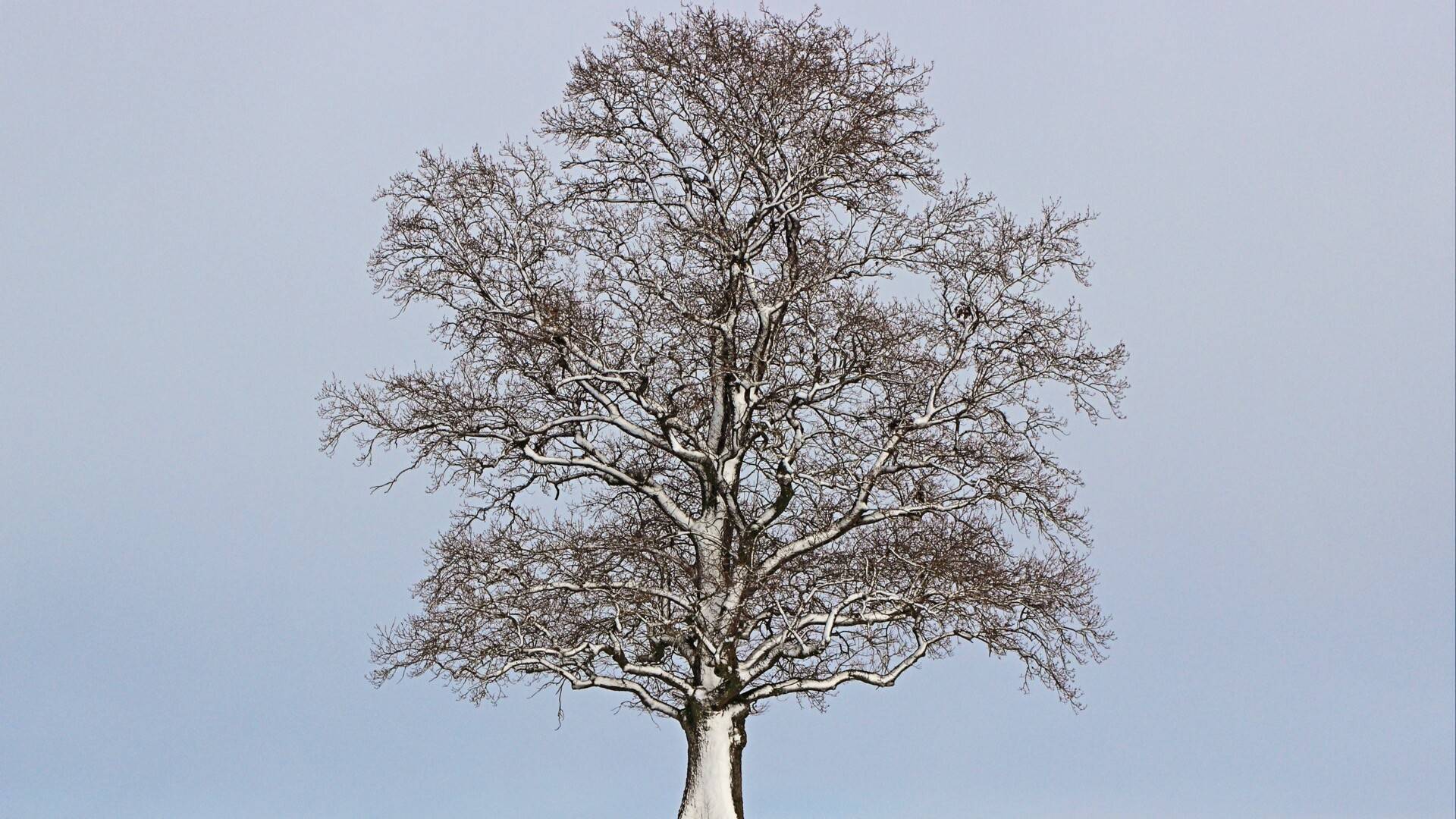 四季转换动态壁纸