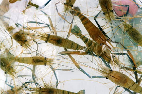 特产早知道黄梅青虾