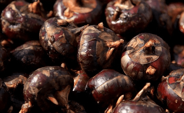 彭祖道:"中国水栗"——荸荠_养生