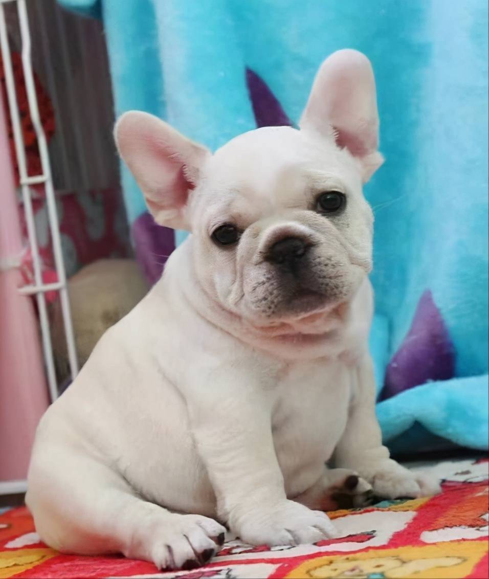 为什么越来越多人,害怕养"小猪"法斗犬?真相有5个