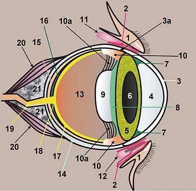 猫眼的原理 结构图图片