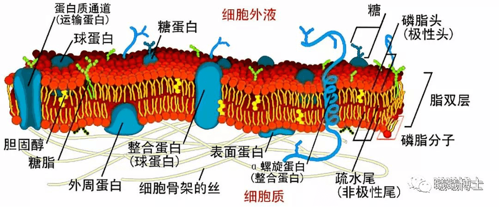 没有比这更详细的溶血磷脂的深度认识了_甘油