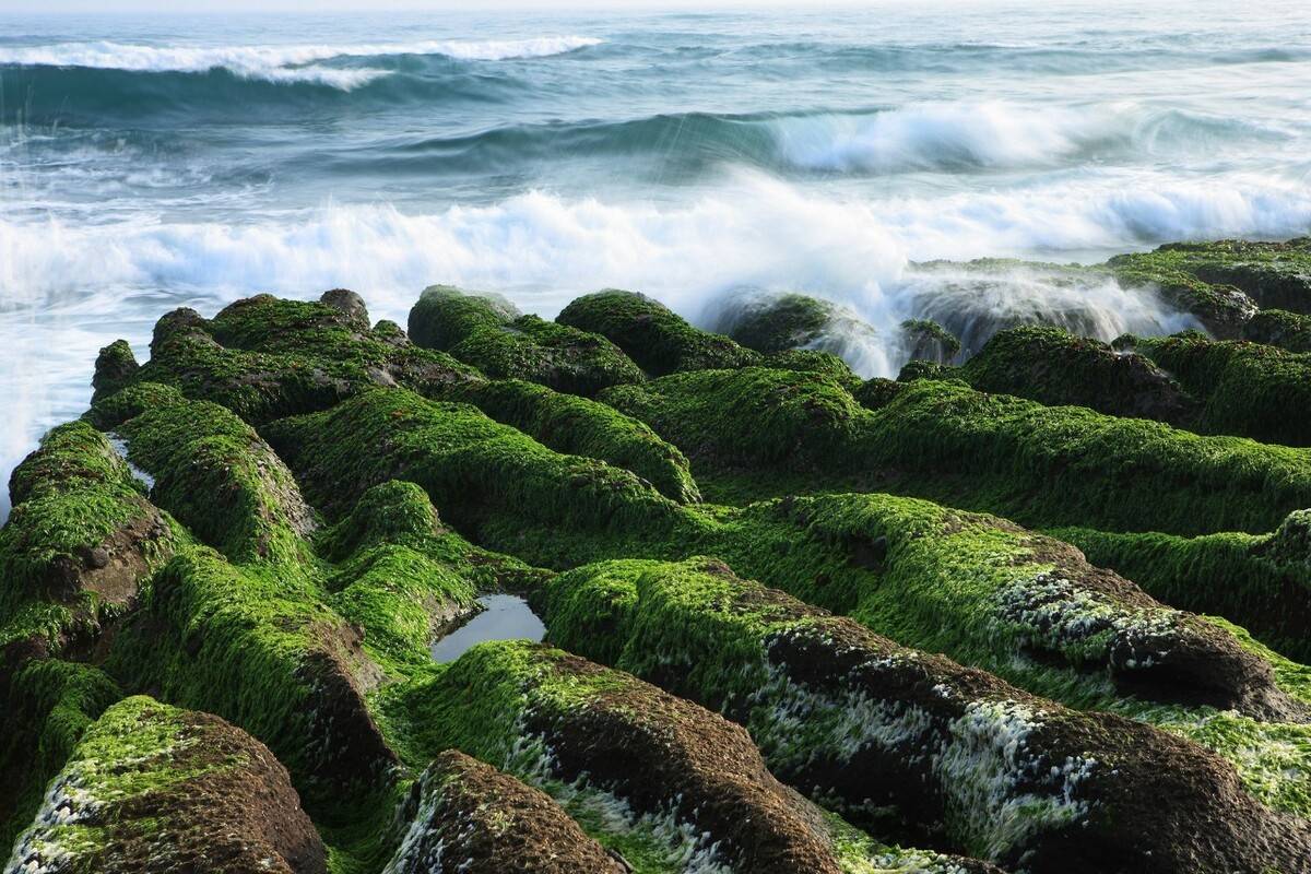 现在很多人只会在超市买苔条吃更美味的吃法跟我get起来