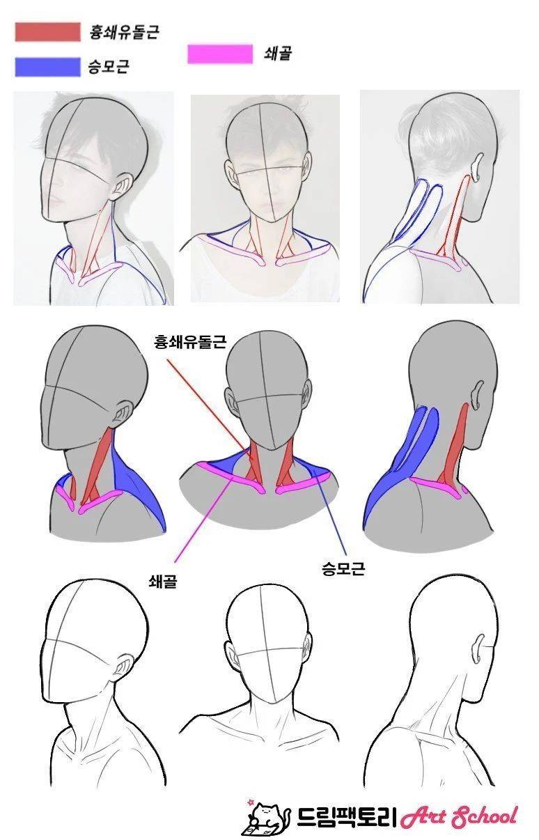 肩颈上的肌肉怎么画这组人物绘画素材收好