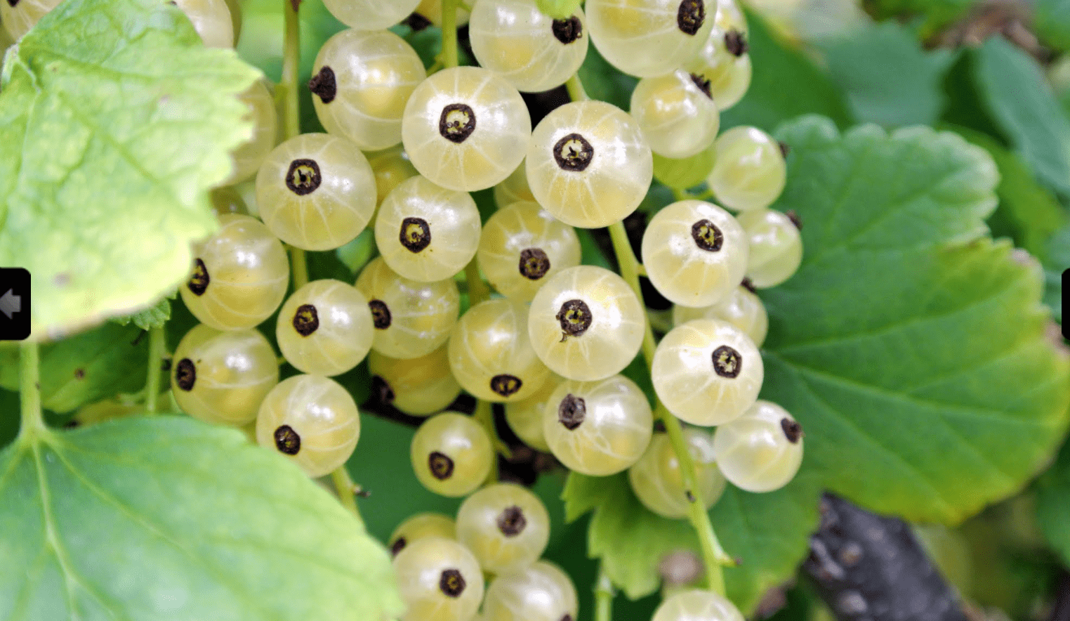 外国进口的鹅莓为何方妖果大胆妖孽我要你原形毕露