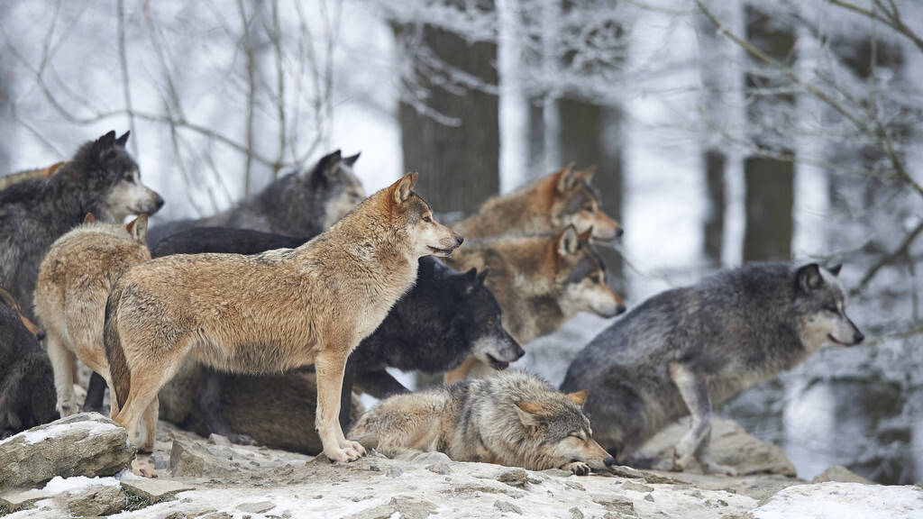 狭路相逢分析超过2米高的北美灰狼能否战胜非洲二哥斑鬣狗