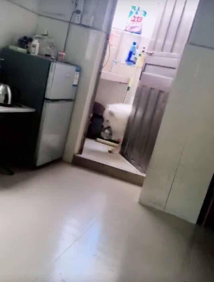 男子和狗狗說自己養不起它了讓它去要飯，狗狗轉身叼來了碗「要飯？」 萌趣萌寵 第2张