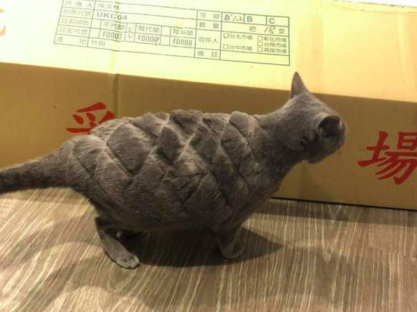 鏟屎官帶著貓咪到寵物店修毛，從背後乍一看，嗯？怎麼像個菠蘿包？ 萌趣萌寵 第3张