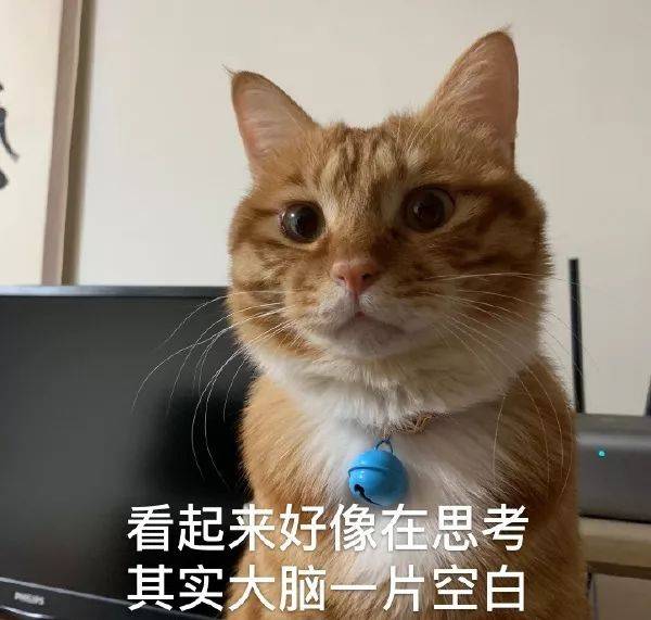 猫咪表情包投降投降我投降