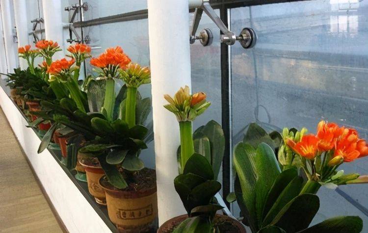 一进门摆一盆花好不好 1c90086b3bb4468e99f2e3c9ea579c15.jpeg