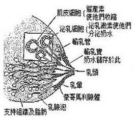 『蒙哥马利腺』有一个很复杂的名词叫这个小点点呢它到底是啥啊?