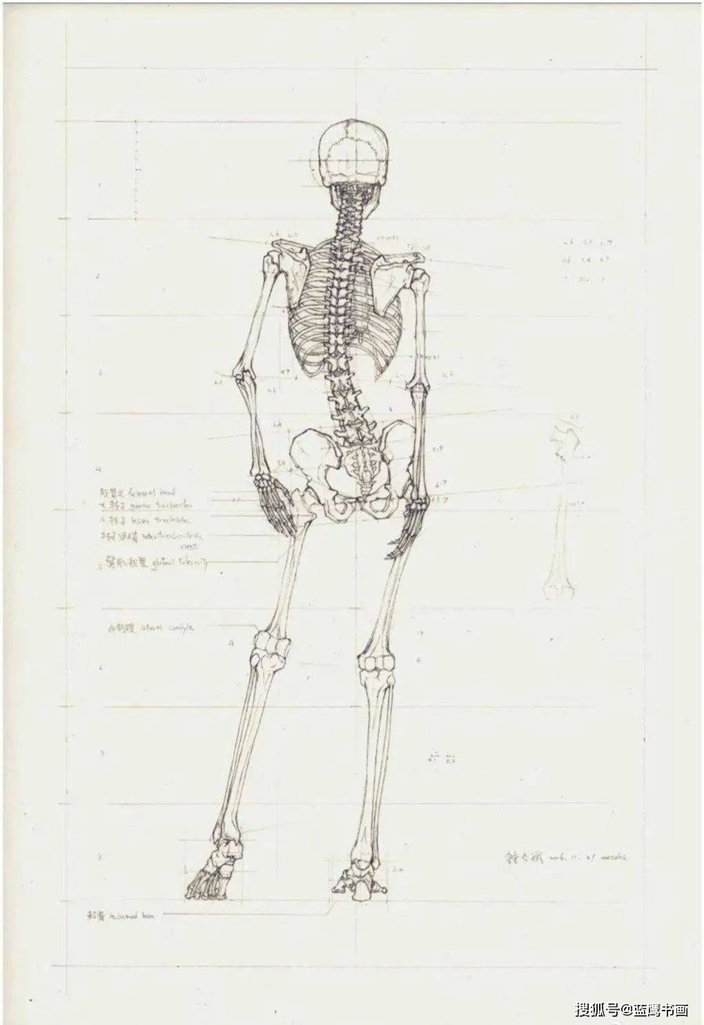 医学专业高材生手绘人体骨骼图斩获国际设计大奖