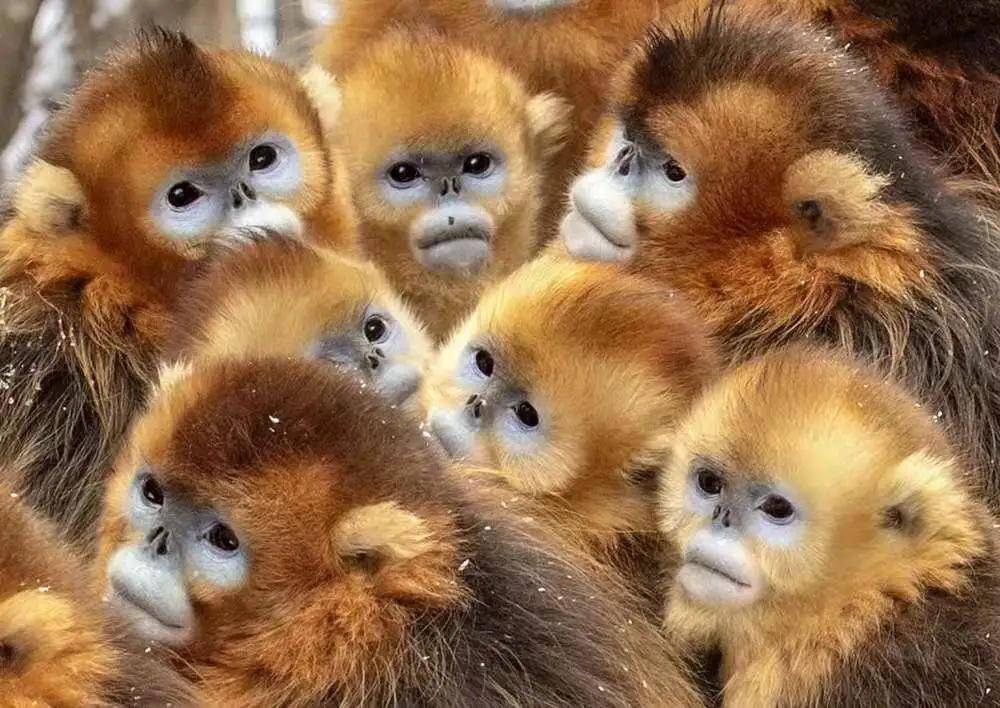 大师说 | 薛康:将热爱进行到底_金丝猴