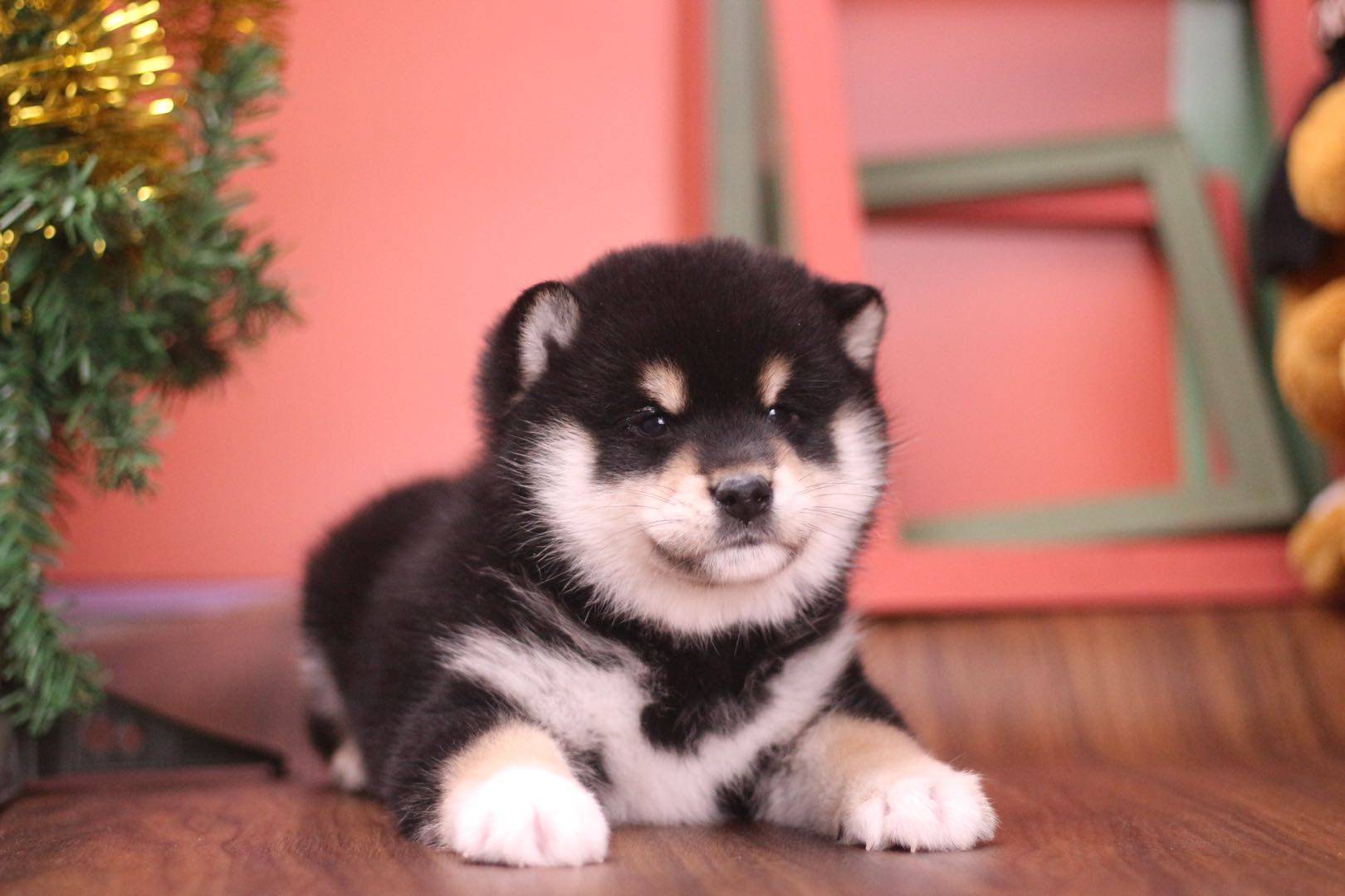 北京知名犬舍柴犬3万一只?值不值?