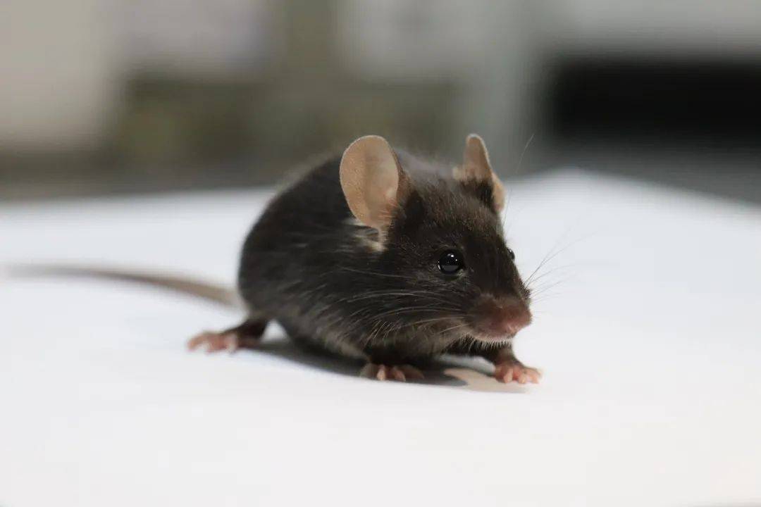 海尔国际细胞库取得新突破,首只克隆鼠诞生!