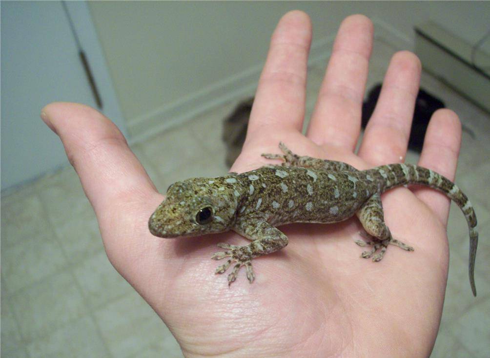 阳台惊见巨蜥身影女孩网上求助获解决巨蜥真正身份也获解答