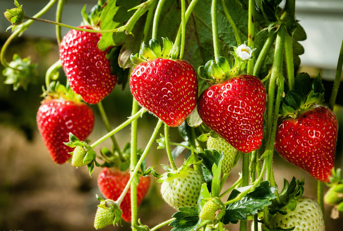 草莓植物图片真实图片