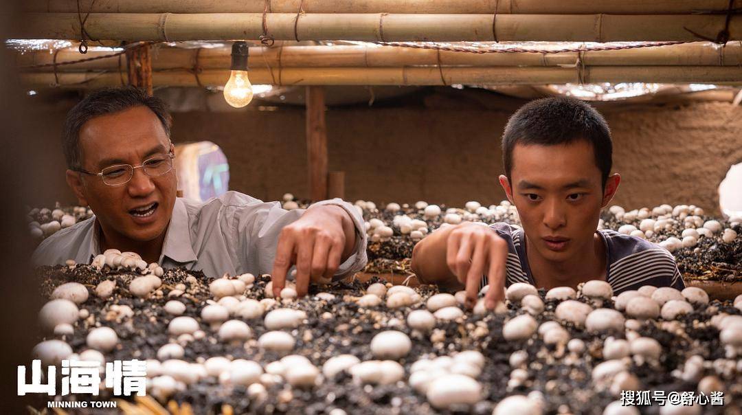 追了16集《山海情》,对双孢菇都有感情了!