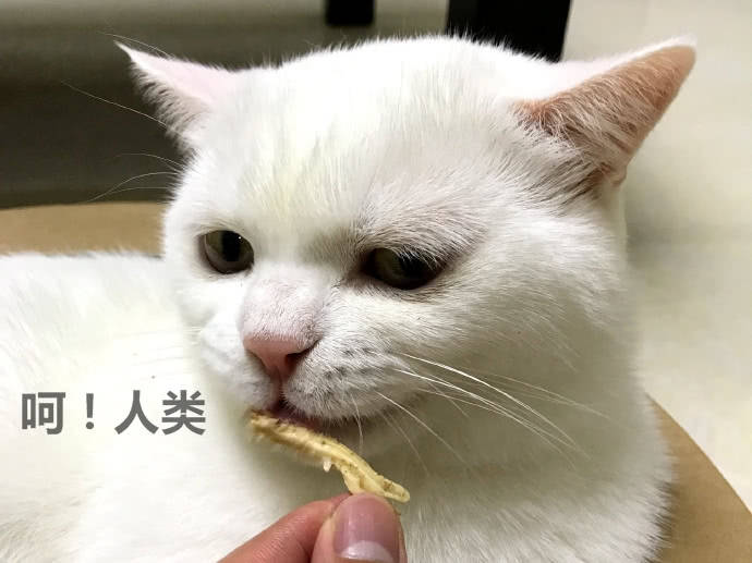 鏟屎官餵小貓咪吃魚干，小貓咪歪頭嘲笑，貓咪：這魚太油膩！ 萌趣萌寵 第1张