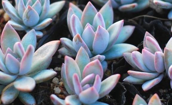 原创多肉植物中的普货,普货中的战斗机——霜之朝