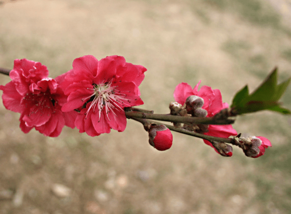 1月下旬 4属相开门见喜 吉星进门 财运旺盛 日子红火 桃花运