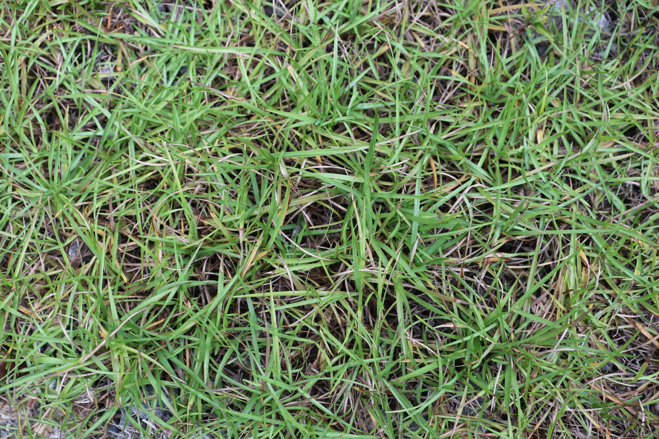 庆元植物1385-禾本科-蜈蚣草属-假俭草