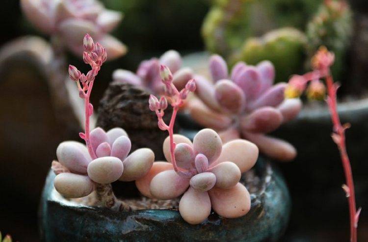 新手多肉怎么养护 47de4db9a734443e98df3fb7704d9bce.jpeg