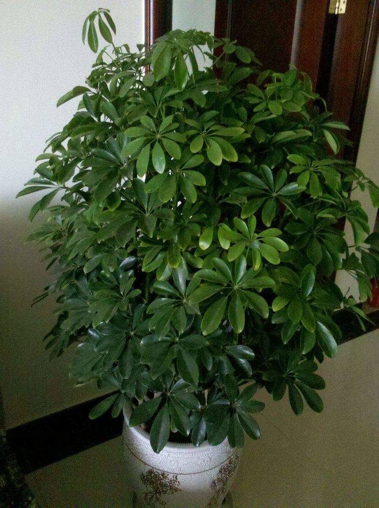 原创鸭掌木稳居室内观叶植物一哥的位置全靠两点优势