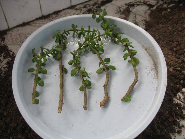 但是事实上有点难,金枝玉叶的叶子很难扦插成功,叶插是有点不行的,它