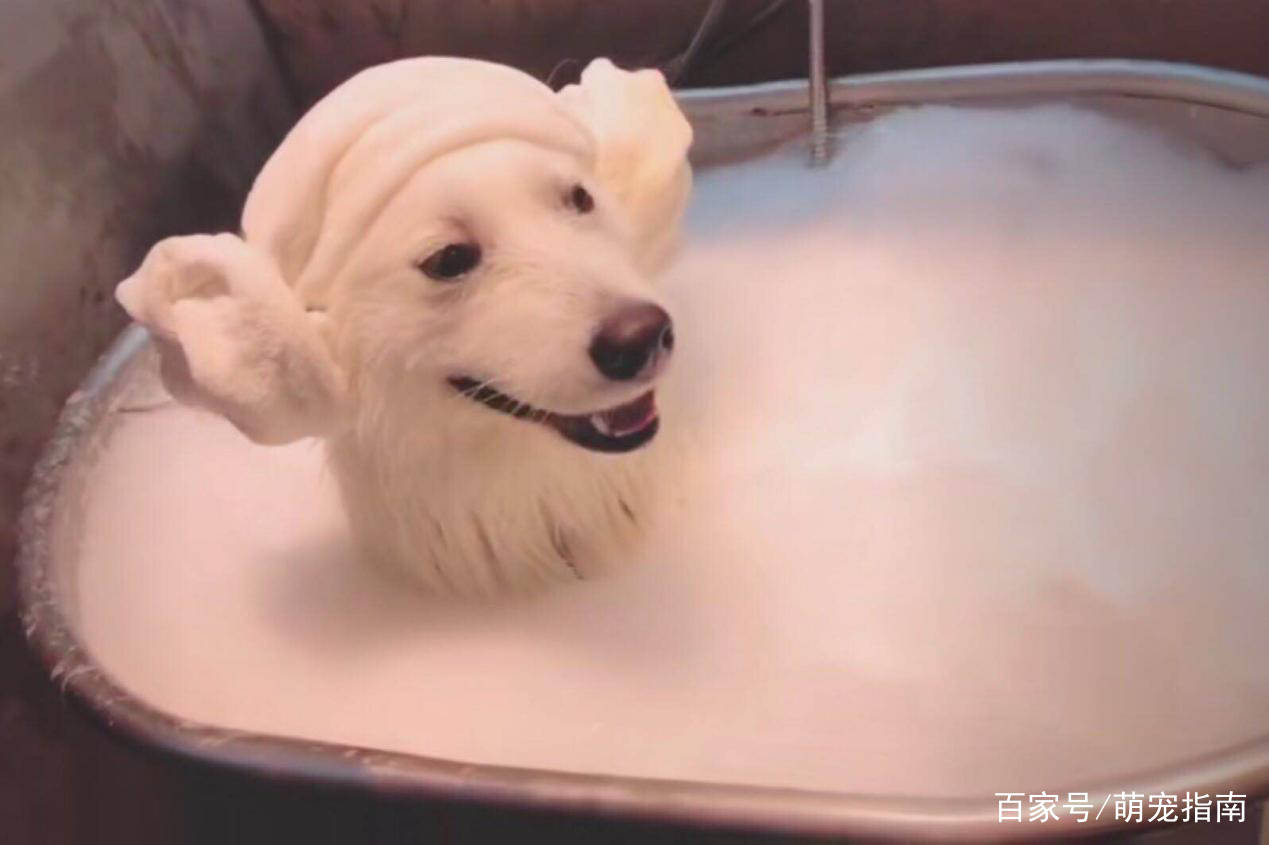 萨摩耶洗澡,主人:金箍戴上之后你再也不是个"凡人"