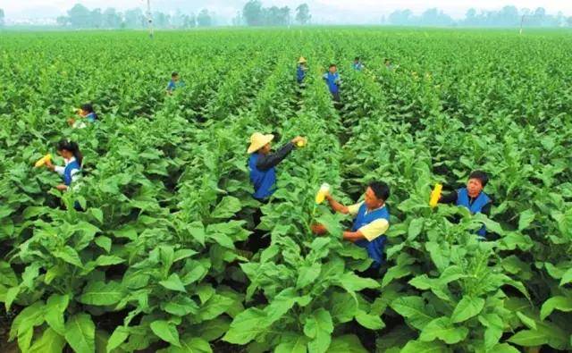 中国烟草职工年平均工资19万元看看香烟是如何制造的为什么这么挣钱