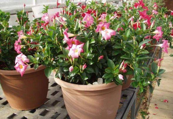 盆栽花卉什么时候浇水 b95402f7dff54c40a325a78105984bc2.jpeg