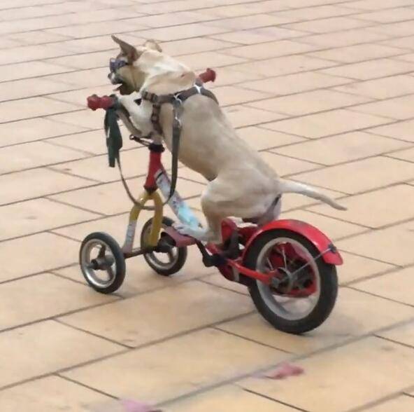 狗狗踩著自行車散步，技術嫻熟，建國後狗都成精了！ 萌趣萌寵 第3张