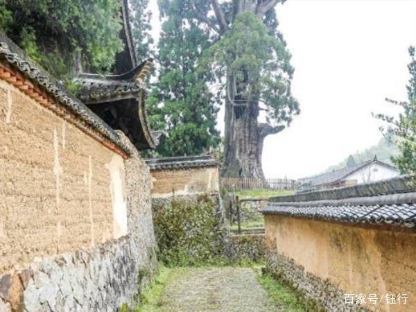 浙江有棵“树坚强”：已1500岁，浑身钢筋铁骨，却靠输营养液存活